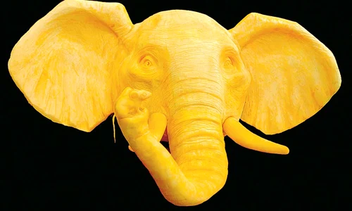 Cap de  elefant jpeg