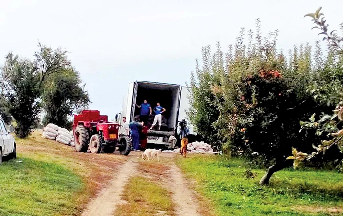 În fiecare zi, pleacă din Voineşti circa 60 de tone de mere