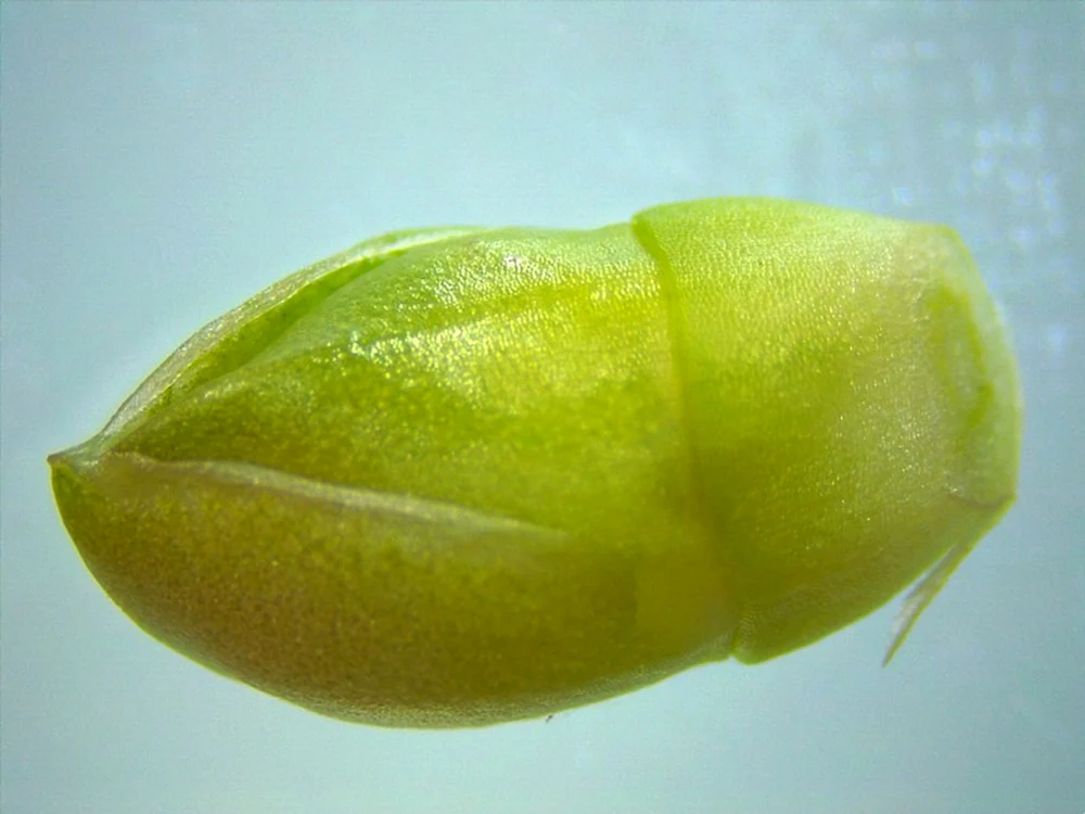 Portulaca, detaliu capsulă imatură cu semințe. Foto: brgv.ro 