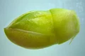 portulaca detaliu capsula imatura cu seminte jpg