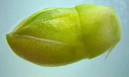 portulaca detaliu capsula imatura cu seminte jpg
