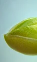 portulaca detaliu capsula imatura cu seminte jpg