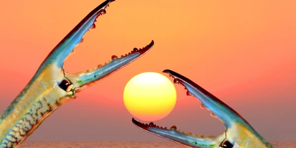 crab pus de soare mare amediterana foto shutterstock