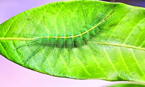 1 68183 original jpg jpeg