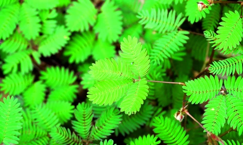 1 65054 original jpg jpeg