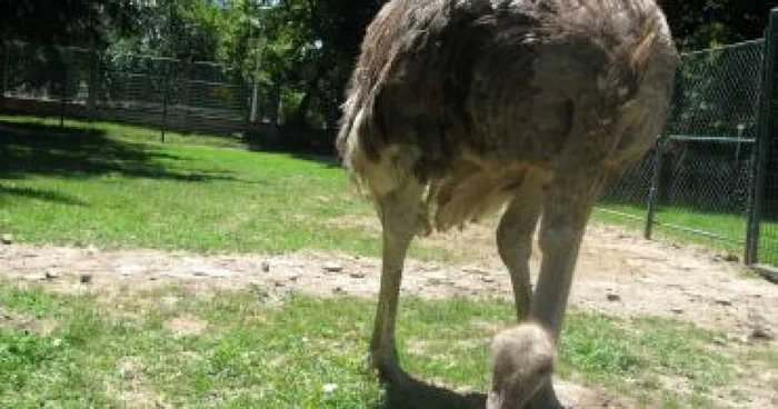 Craiova: Femela struţ din Parcul Romanescu a scos ouă uriaşe