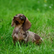 congerdesign dachshund 8910099 1920 jpg