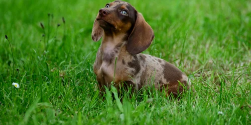 congerdesign dachshund 8910099 1920 jpg