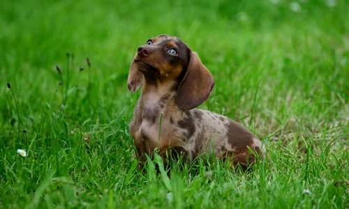 congerdesign dachshund 8910099 1920 jpg