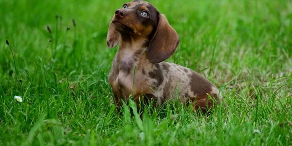 congerdesign dachshund 8910099 1920 jpg