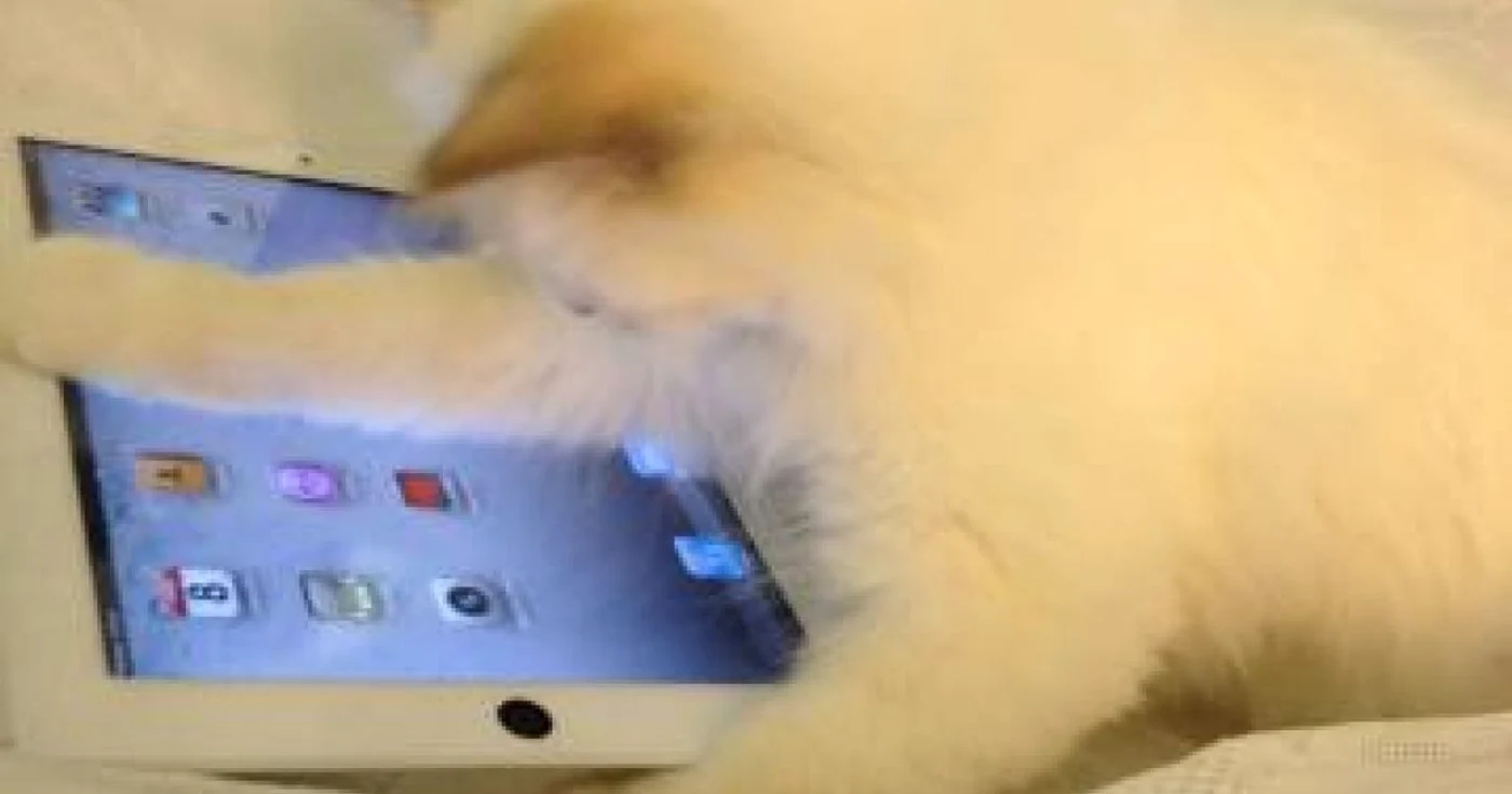 Pisica lui Karl Lagerfeld, Choupette, navigând pe internet - Foto: Facebook/Karl Lagerfeld/Harper's Bazaar