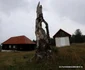 Drumul Cerbăl Feregi din Poiana Răchițelii Foto Daniel Guță ADEVĂRUL (5) JPG