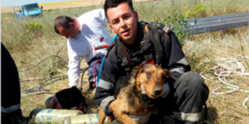 Căţel salvat de pompier la Medgidia Sursa ISU Constanţa