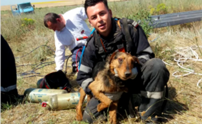 Căţel salvat de pompier la Medgidia Sursa ISU Constanţa
