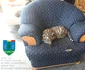 Animale ținute în cuști, în condiții necorespunzătoare FOTO: Facebook / Garda Națională de Mediu