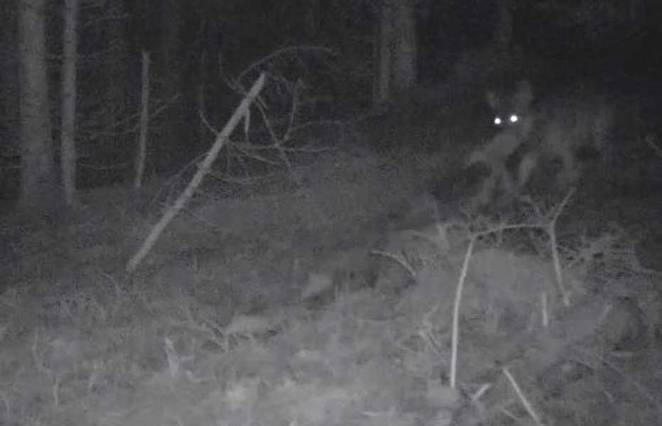 Imagini inedite din Munții Apuseni. Un lup vigilent își mută prada din fața camerei de supraveghere VIDEO
