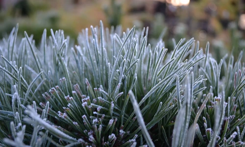 planta de gradina iarna jpg