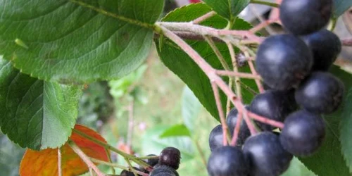 aronia