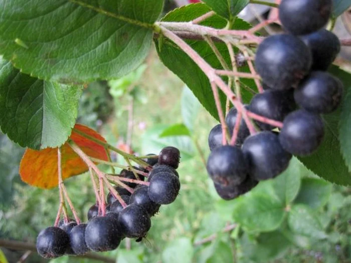 Idei de afaceri. O plantaţie de aronia poate deveni profitabilă din al doilea după ce intră pe rod