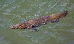 Duck billed platypus (Ornithorhynchus anatinus) Scottsdale jpg