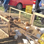 targ osica de sus miei de paste 2024 (15) jpg