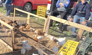 targ osica de sus miei de paste 2024 (15) jpg