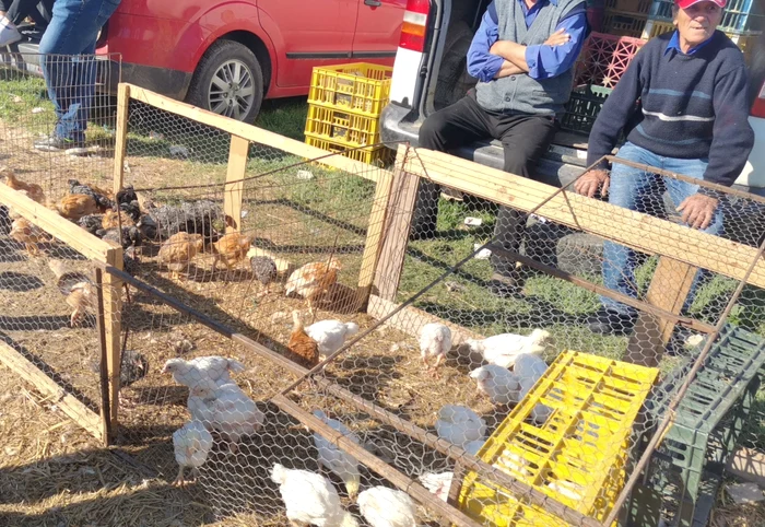 Comercianți nu vor mai avea acces cu păsări și animale în târg FOTO: arhiva/Alina Mitran
