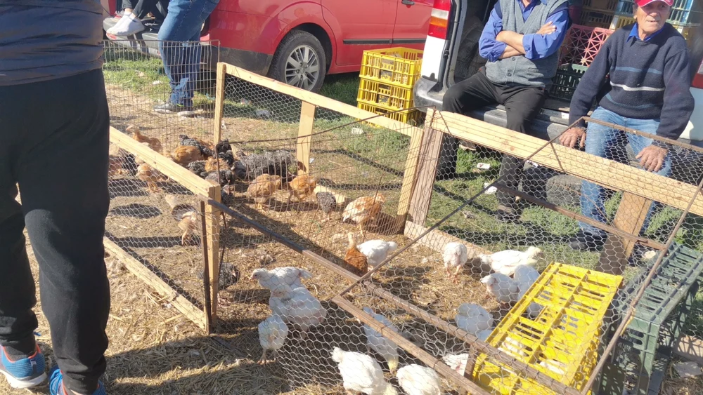 Târgul de la Osica, sub asediul controalelor: localnicii explodează după ce primăria a interzis animalele în târgul cu o tradiție de 85 de ani