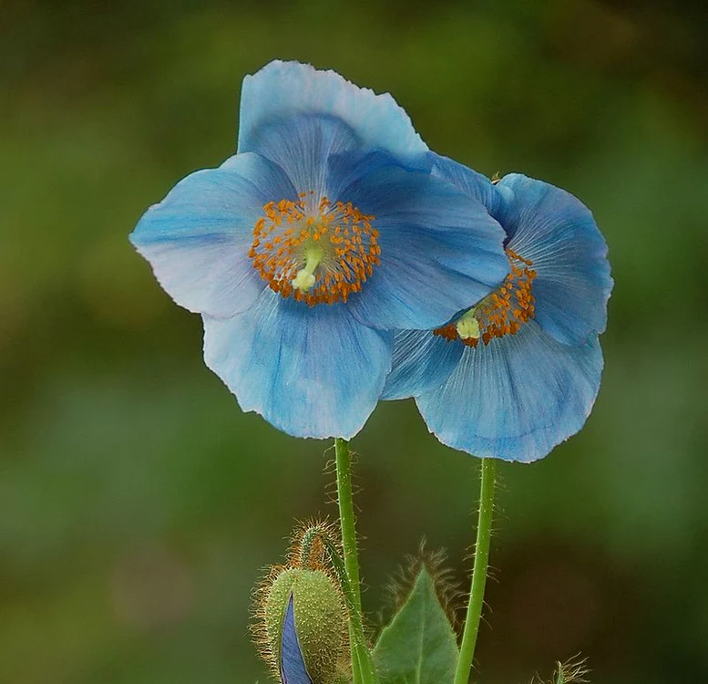 800px Blue Poppy Meconopsis sp Pair 1000px jpg jpeg