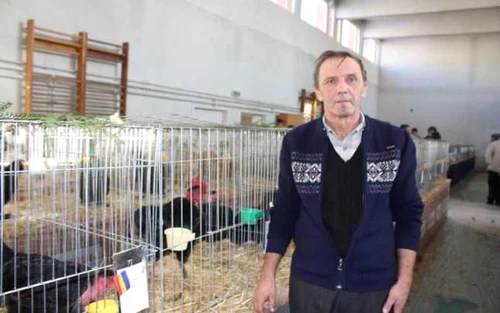 gat golas bistrita 5