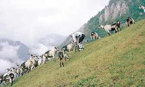 32 peglob 4 15august jpeg