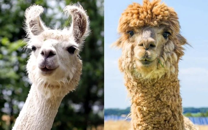 lama si alpaca