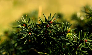 pine 7909897 1280 jpg