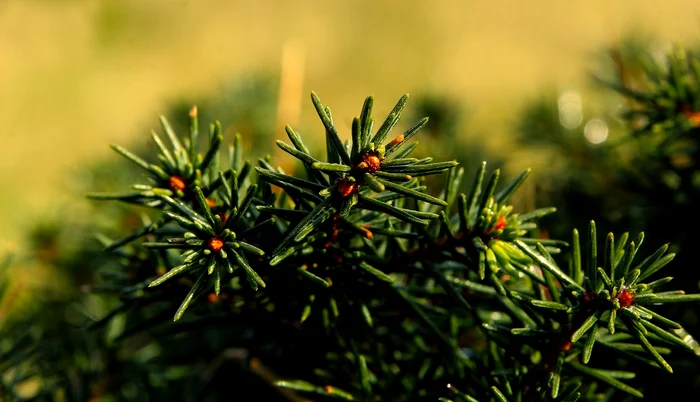 Cercetătorii au găsit aur în acele molizilor norvegieni. Foto: Pixabay