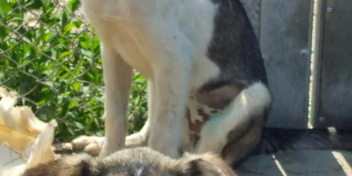 Câini pentru adopție