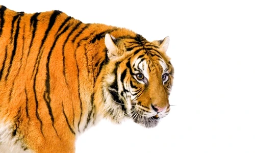 1 47030 original jpg jpeg