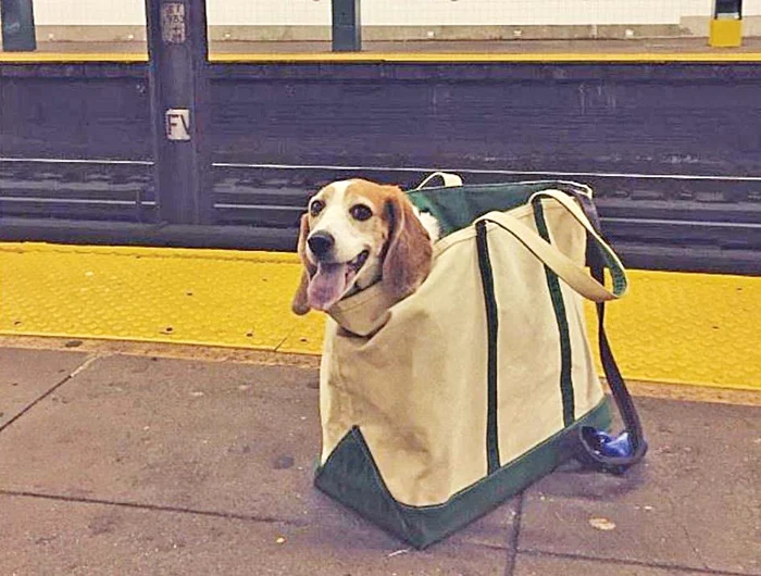 ... dar să nu îl  uiţi pe peron