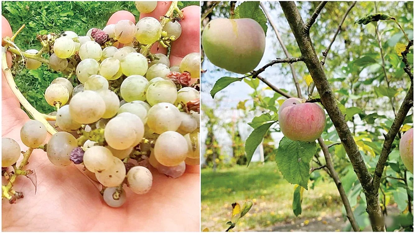 Fructele luate direct din livadă nu sunt perfecte, ca cele din seră