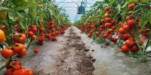 ferma lui victor ionut radu obarsia olt   foto arhiva personala jpg