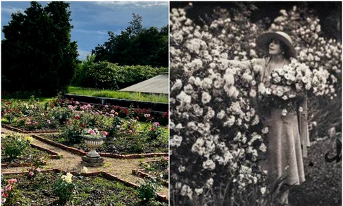 Regina Maria si trandafirii   Casa Majestatii Sale jpg