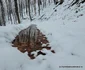 Pasul Vulcan Cascada Lupilor Foto Daniel Guță ADEVĂRUL (4) jpg