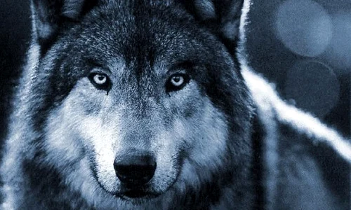 Lupul, demon infernal şi cãlãuzã divinã jpeg