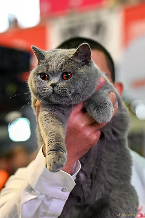 Bucovina Kira Kiralina2 jpg