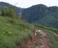 Cetatea dacică Piatra Roșie și valea Luncanilor Foto Daniel Guță ADEVĂRUL (21) JPG