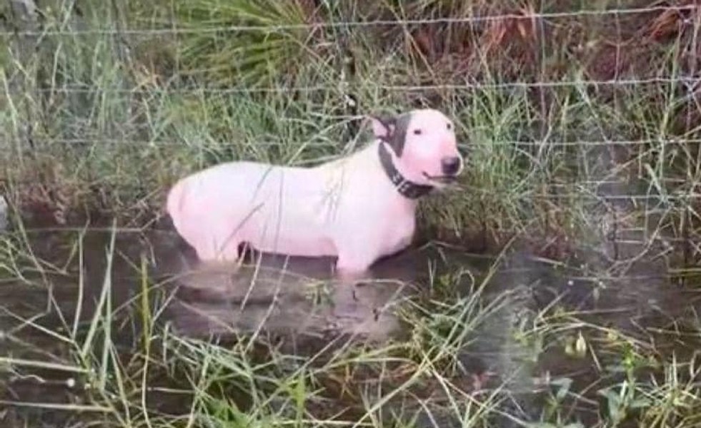 Bărbat arestat după ce și-a abandonat câinele în timpul uraganului Milton. Patrupedul a fost găsit legat de un gard