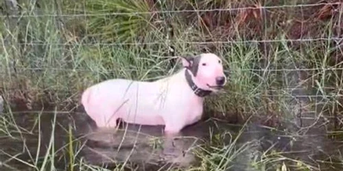 Cainele a fost abandonat de un gard Foto Captură video jpg