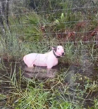Cainele a fost legat de un gard Foto: Captură video X