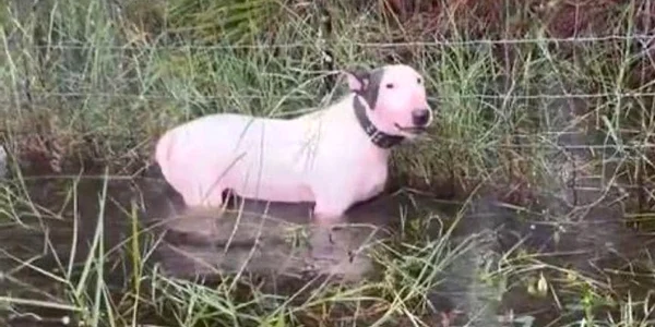 Cainele a fost abandonat de un gard Foto Captură video jpg