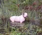 Cainele a fost legat de un gard Foto: Captură video X