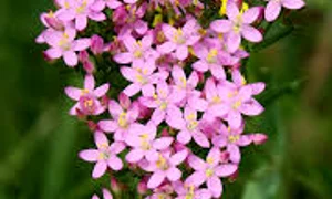 tintaura  beneficii pentru sanatate jpg jpeg